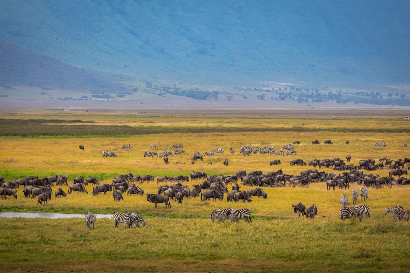 Wildebeest and zebras grazing on open grassland beneath a steep ridge