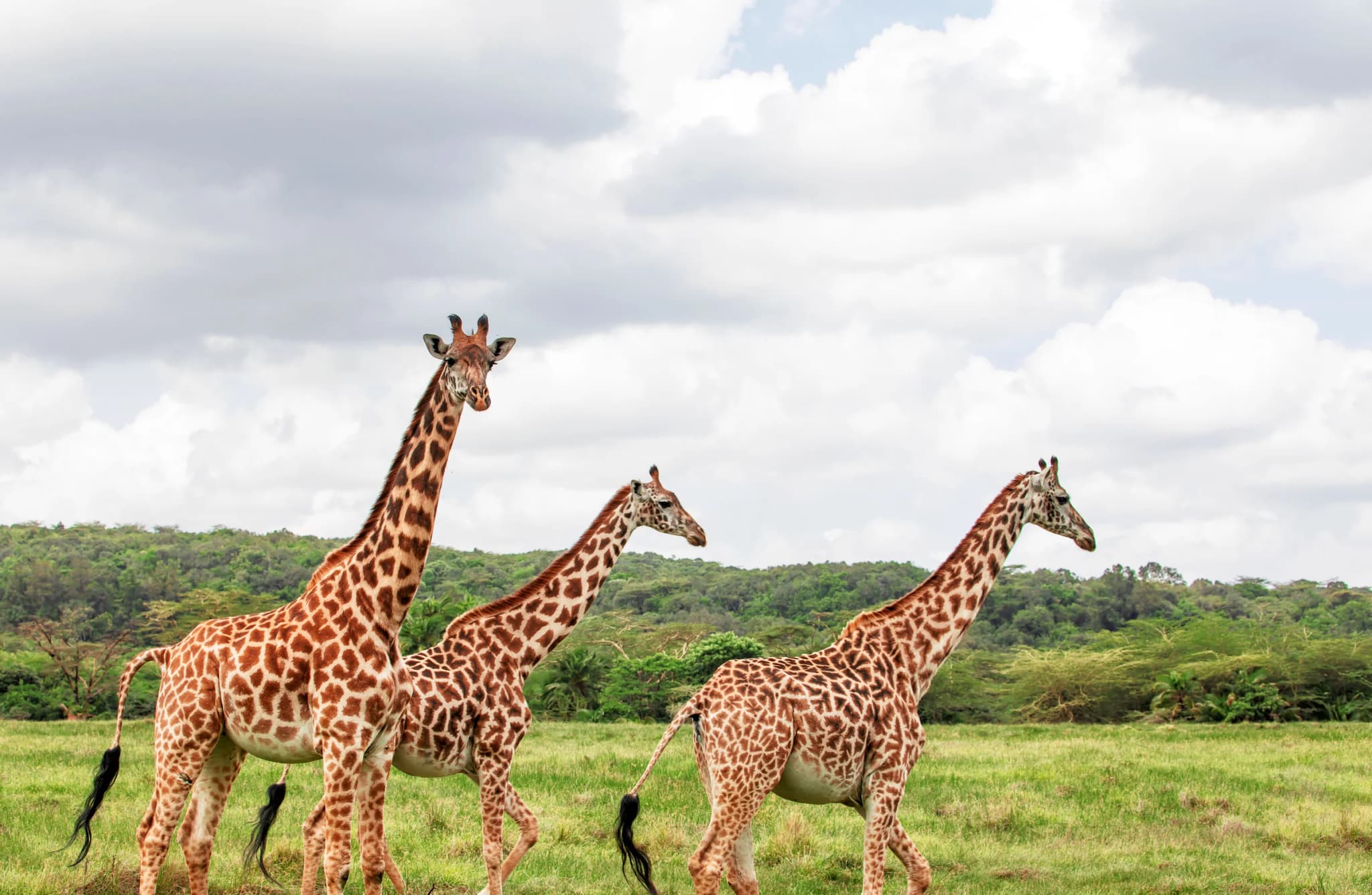 Three giraffes walking across green grassland below wooded hills