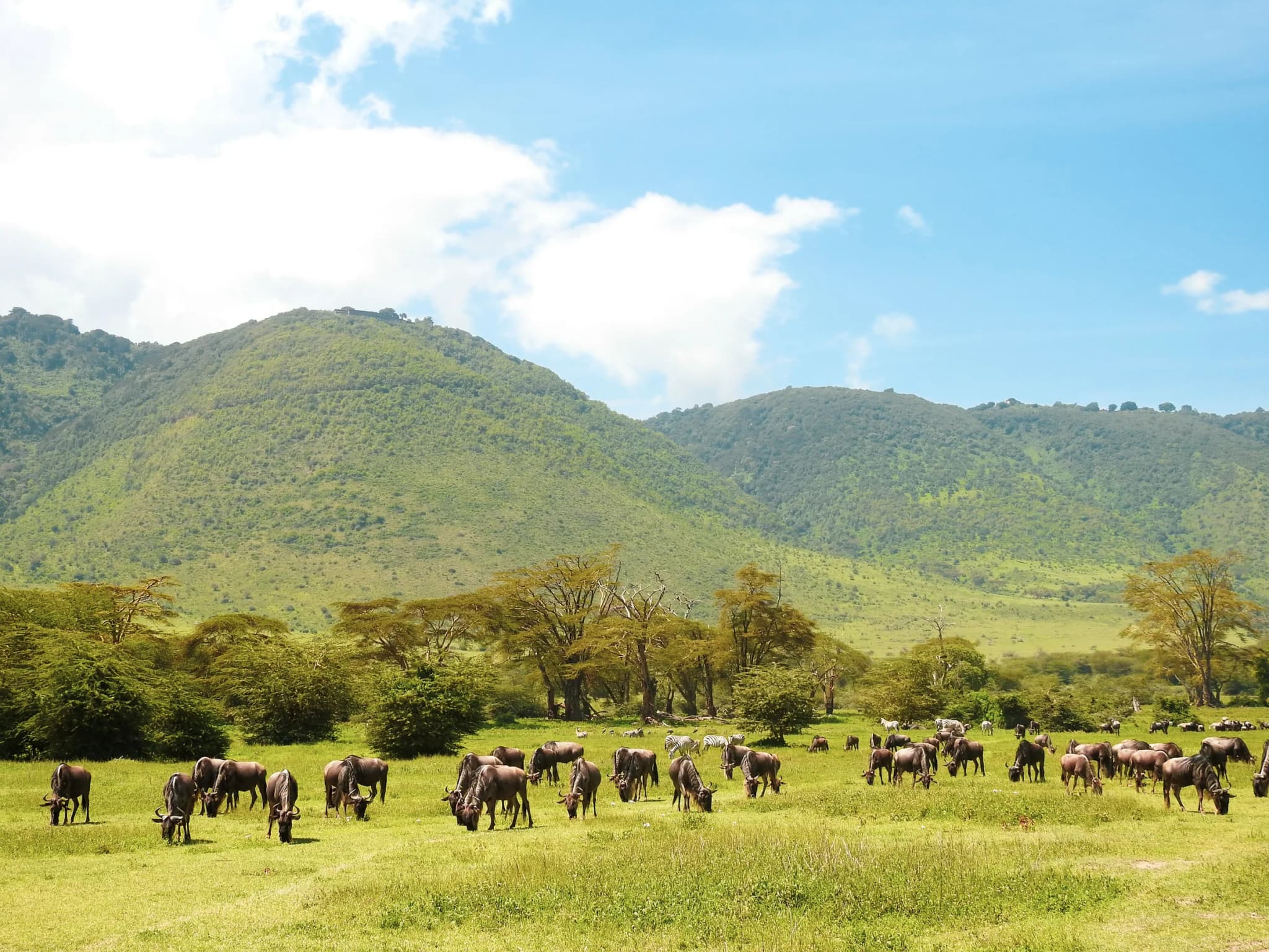 Wildebeest grazing on green plains below forested hills
