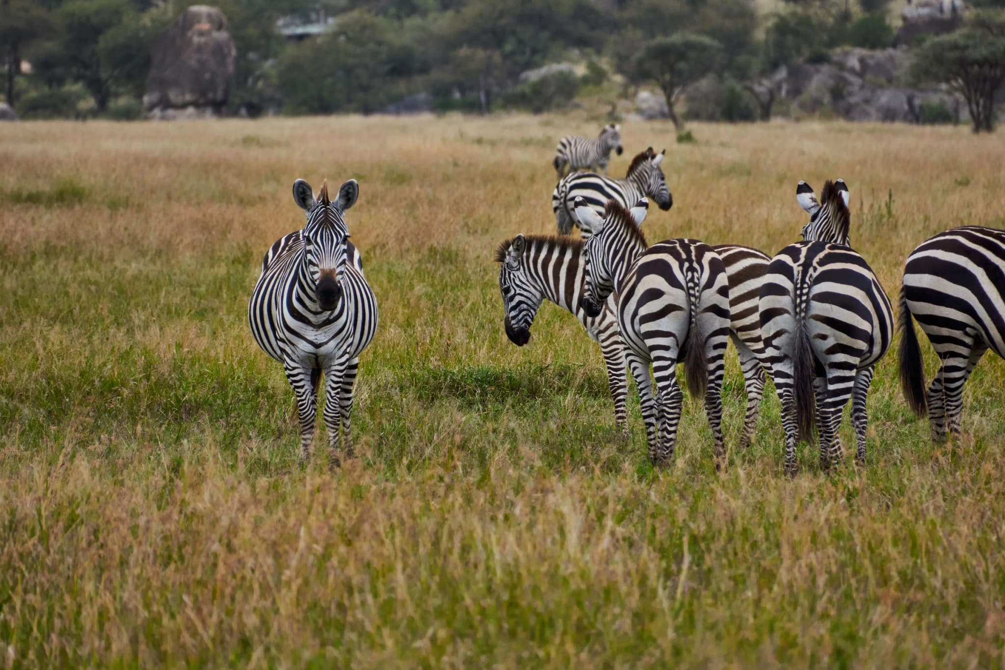 Zebras grazing on golden grassland, with granite outcrops behind