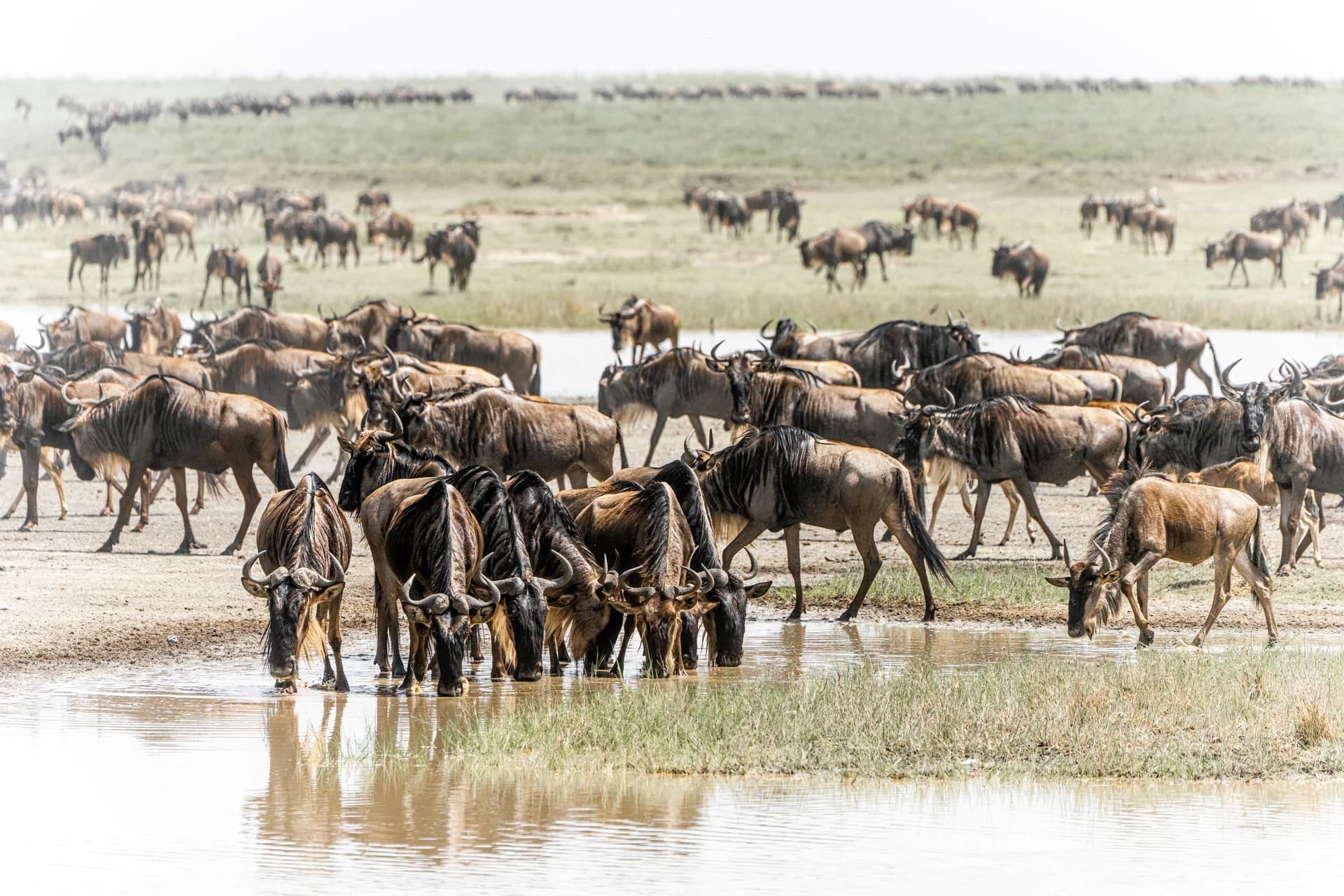 A herd of wildebeest drinking at a shallow pool on open plains