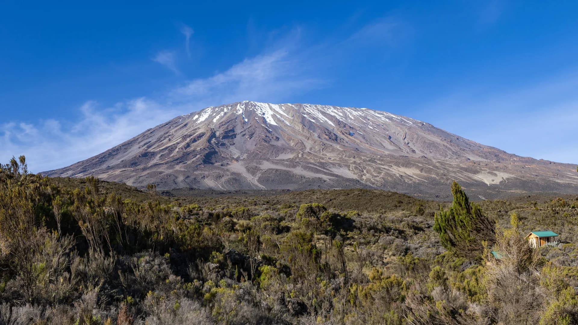 Snow-capped Mount Kilimanjaro rising above moorland scrub