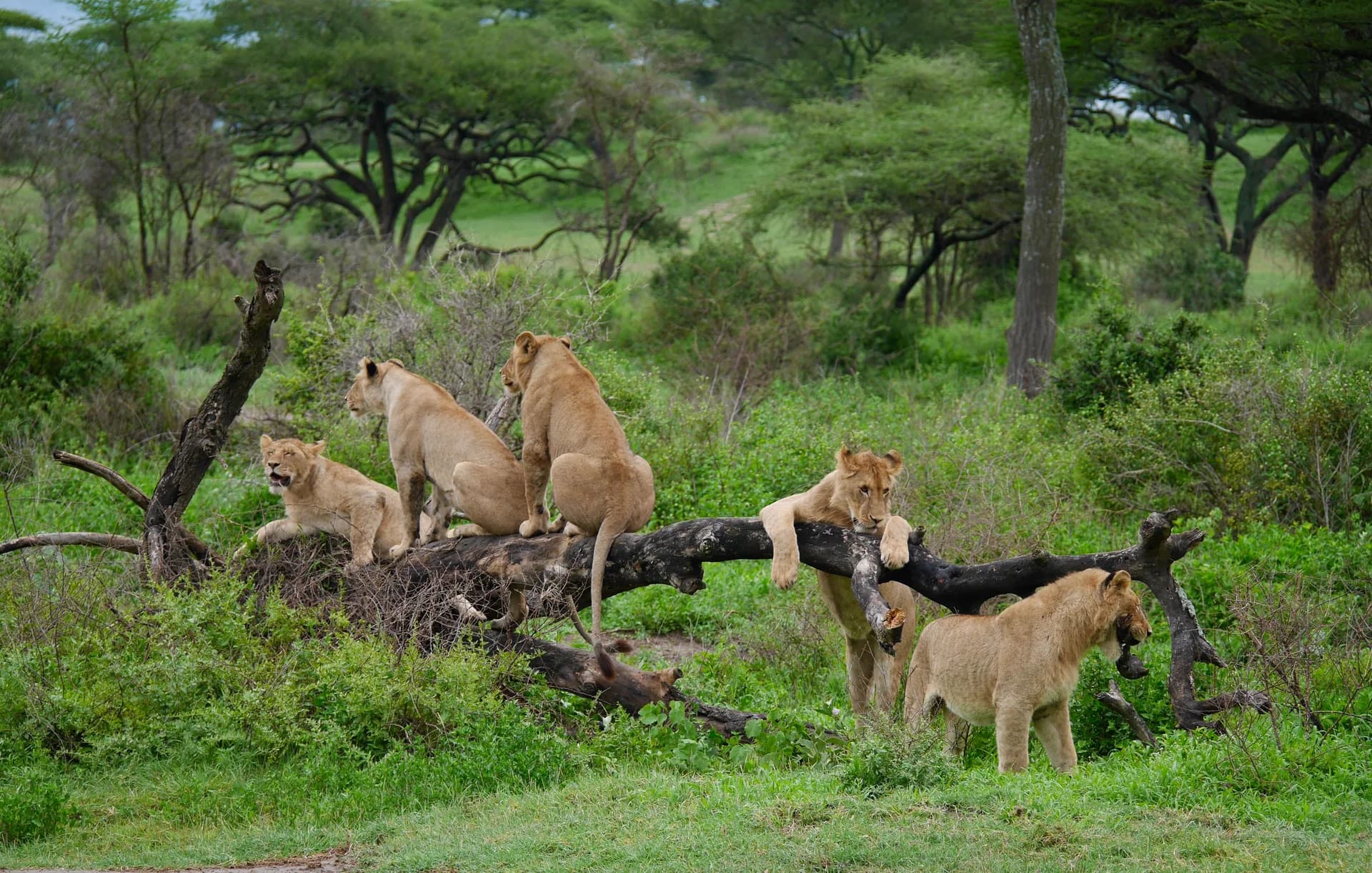 Young lions resting on a fallen tree in green bush