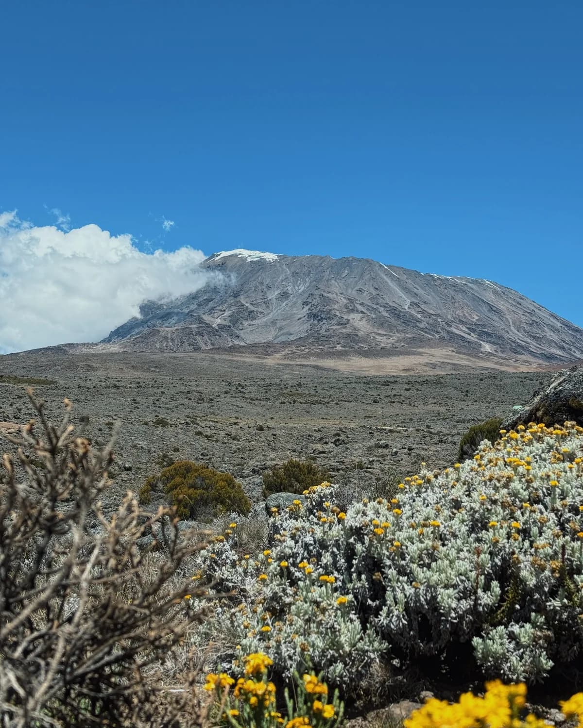 Mount Kilimanjaro's snow-capped summit above high-altitude moorland, with yellow wildflowers in the foreground