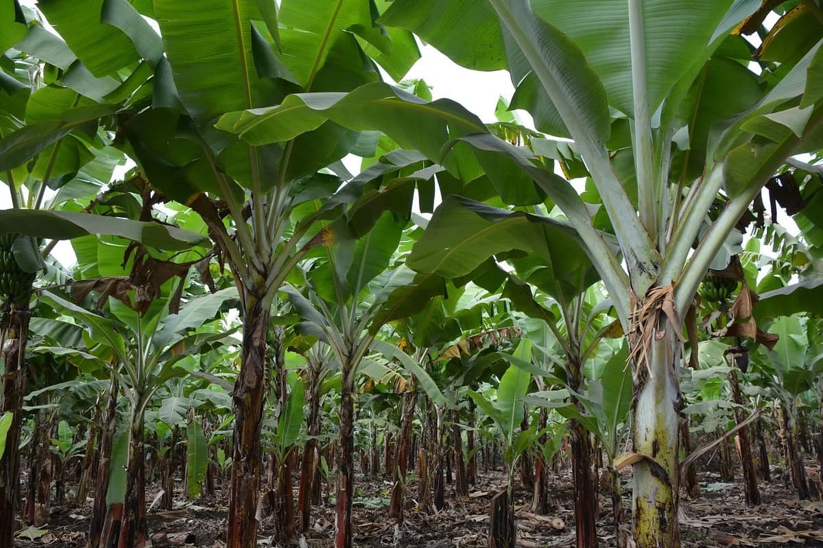 Tall banana plants with broad green leaves growing in rows on a plantation