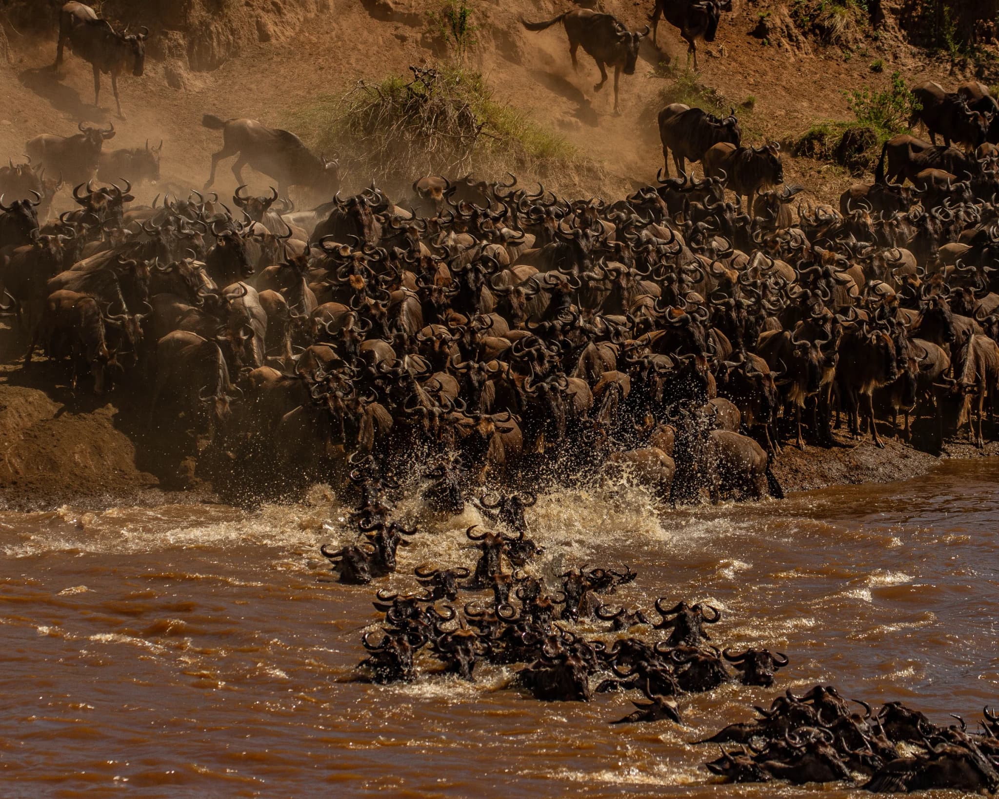 Wildebeest plunging down a riverbank into a fast-flowing river