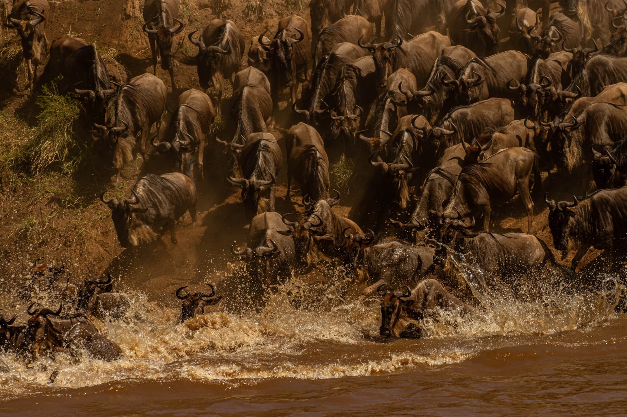 Wildebeest plunging down a steep, dusty riverbank into a muddy river, sending up spray