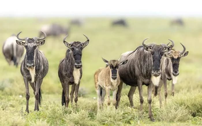 Wildebeest with a young calf standing on green grassland