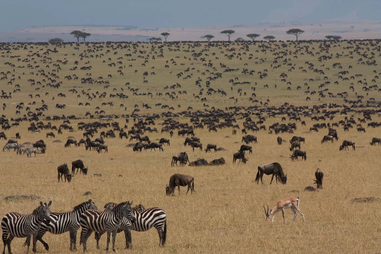 A vast herd of wildebeest spread across golden grassland, with zebras and a gazelle in the foreground