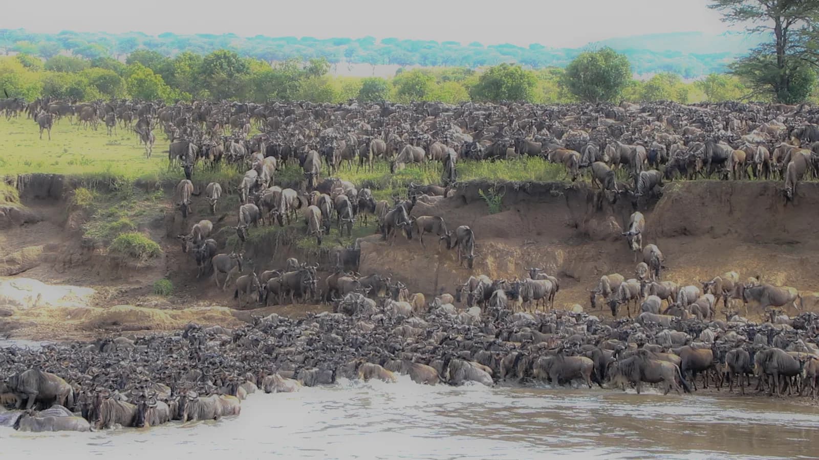 Wildebeest crowding a steep riverbank and crossing a river
