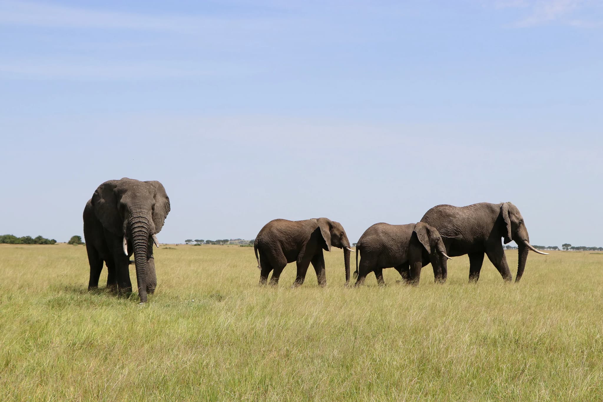 Four elephants walking across open grassland