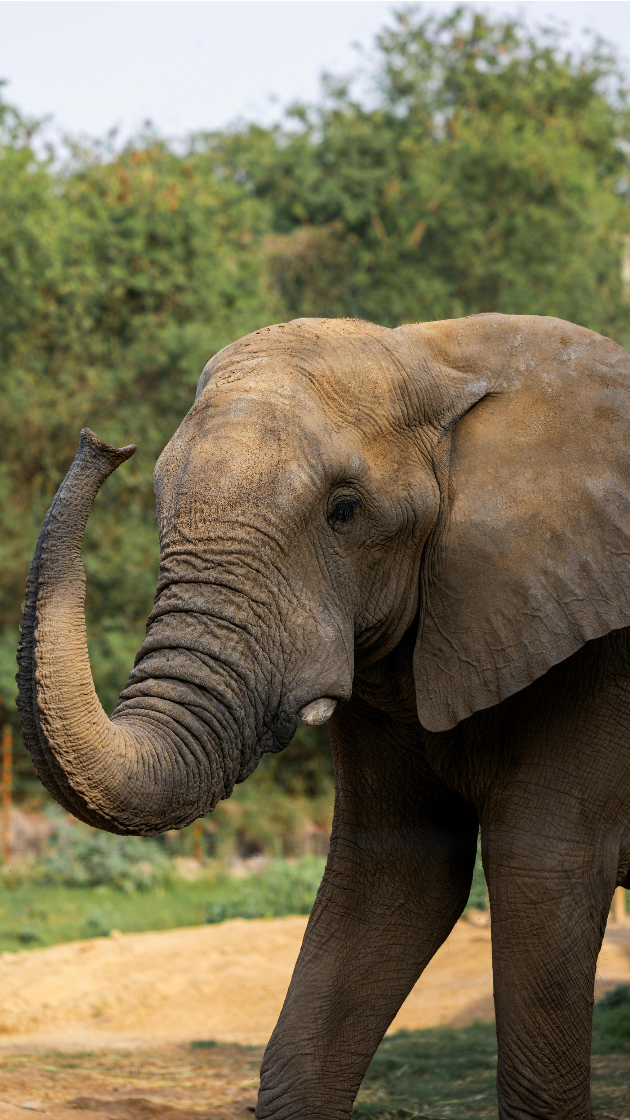 Mara Elephant Trust