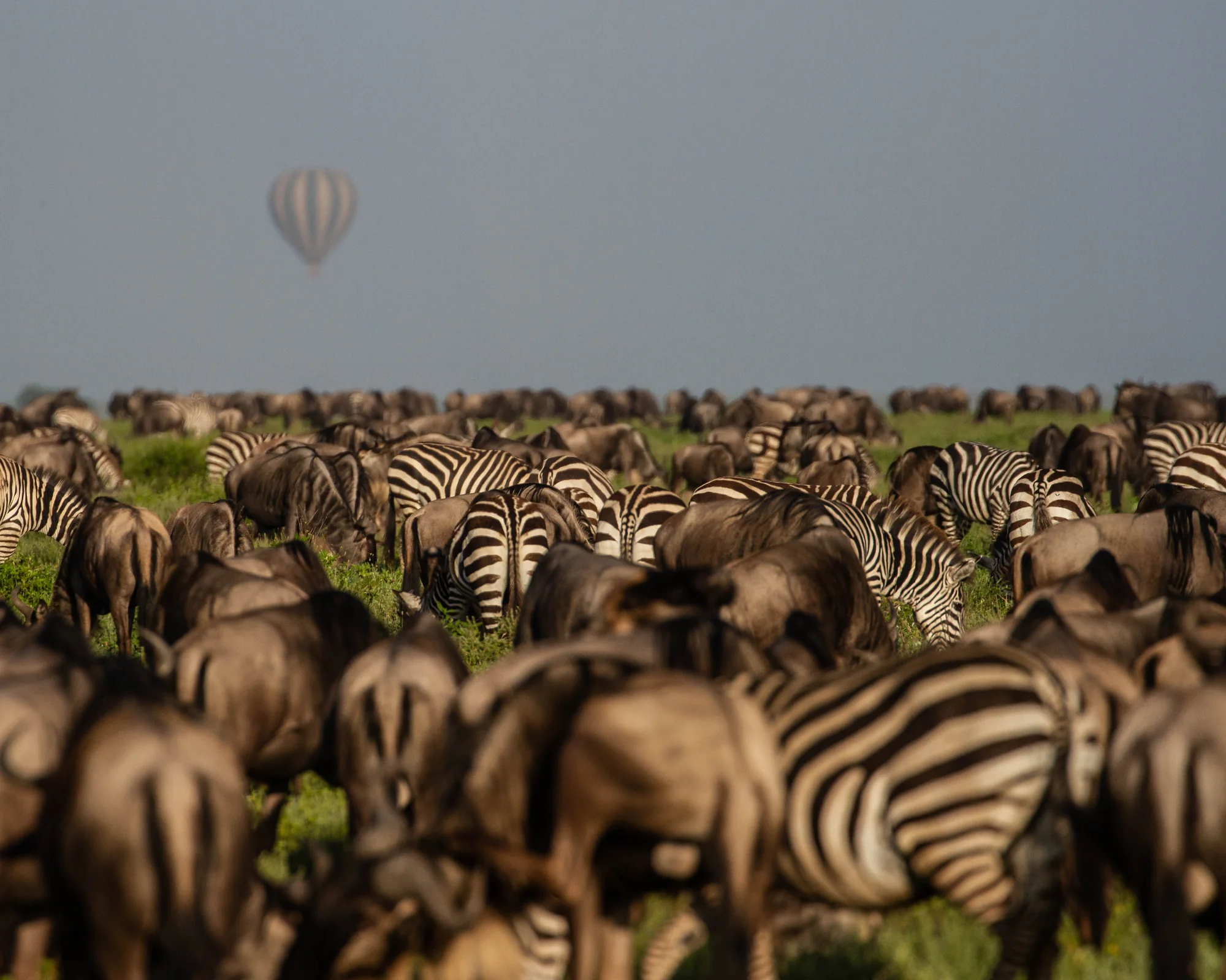Zebras and wildebeest grazing in a large herd, with a hot-air balloon in the distance